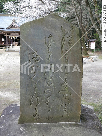 山桜が背後に咲く櫻川磯部稲村神社の紀貫之歌碑 30267385