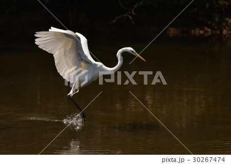 【野鳥】小魚を追いかけ羽ばたくダイサギ 【野鳥】小魚を追いかけ羽ばたくダイサギ 30267474
