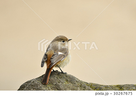 ジョウビタキの雌 30267675