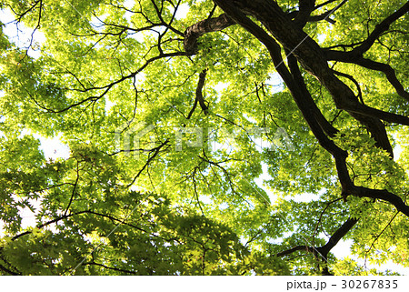 新緑のカエデ(5) 30267835