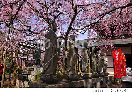枝垂れ桜 枝垂れ桜 30268246