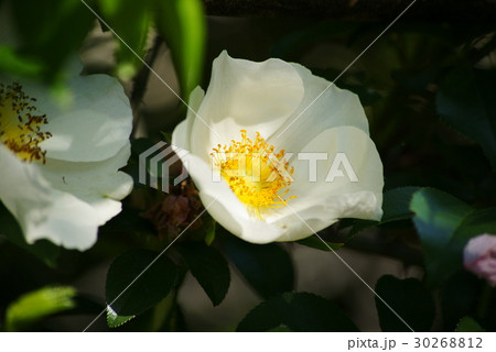 ナニワイバラ ナニワイバラ 30268812