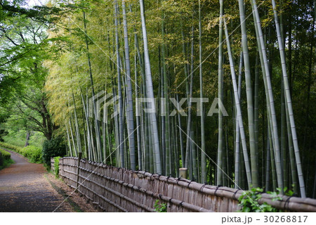 竹林の竹垣 竹林の竹垣 30268817