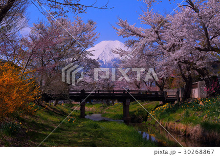 20170429忍野村新名庄川からの桜と富士山 30268867