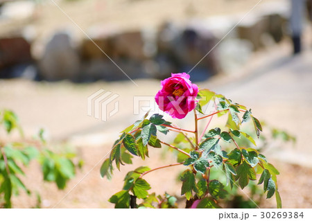 ボタンの花 30269384