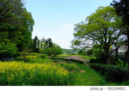 里山の春の風景 里山の春の風景 30269601