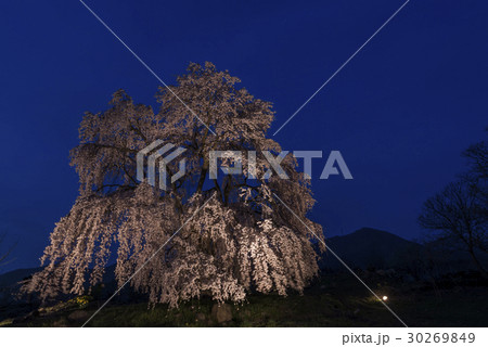 夜の枝垂れ桜 30269849