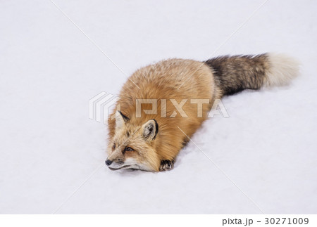 キタキツネ 30271009