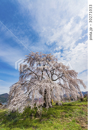 高山村の枝垂れ桜 30271033