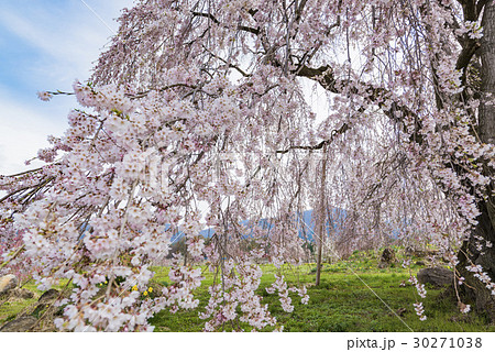 高山村の枝垂れ桜 30271038