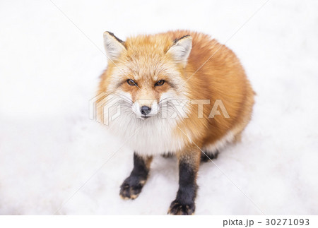 キタキツネ 30271093