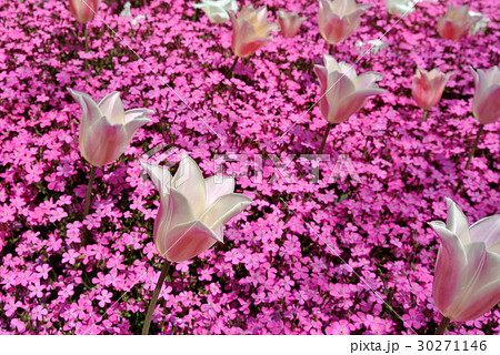 芝桜花壇 30271146
