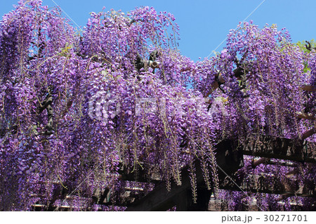 京都　鳥羽の藤 30271701