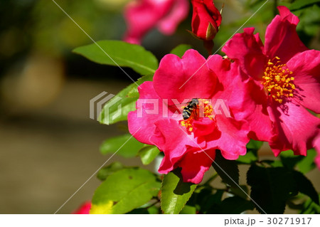 バラとハチ 30271917