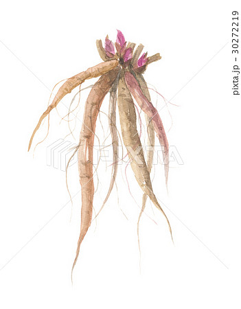 芍薬の根のイラスト素材 [30272219] - PIXTA