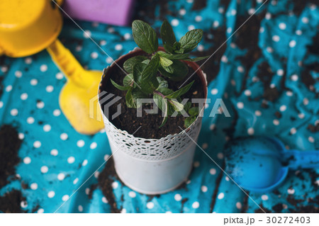 mint planted in a white vase 30272403