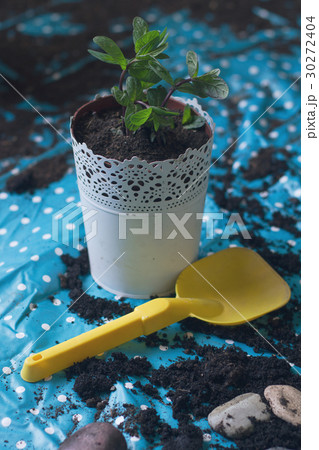 mint planted in a white vase 30272404