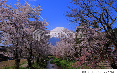 20170429忍野村新名庄川からの桜と富士山 30272548