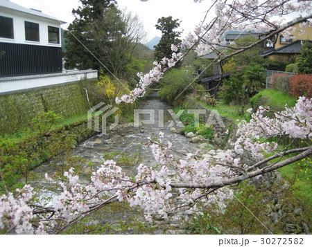 桜 30272582