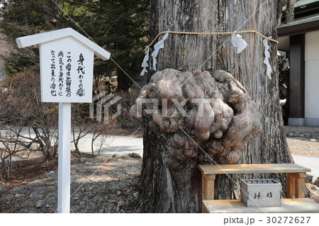 中禅寺 立木観音 身代わり瘤 中禅寺 立木観音 身代わり瘤 30272627