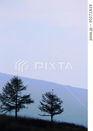 高原の朝 高原の朝 30272839