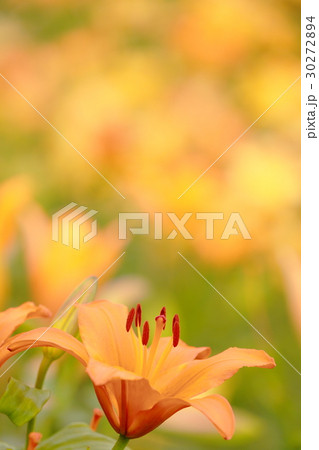 ゆりの花 30272894