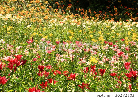 一面ゆりの花 一面ゆりの花 30272903