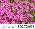 秩父 羊山公園の芝桜 スカーレットフレーム 30272954