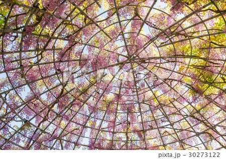 藤のドーム 30273122