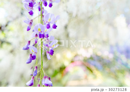 藤の花 藤の花 30273128