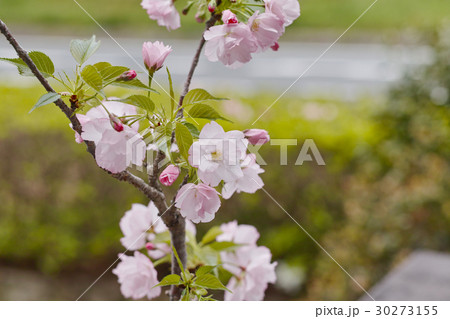 一才桜 30273155