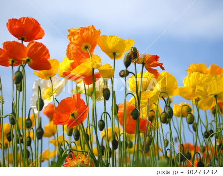 満開のポピー 30273232