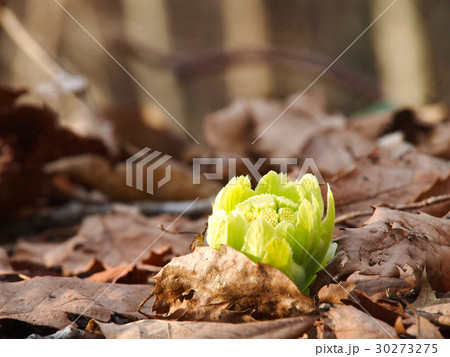 ふきの蕾 30273275