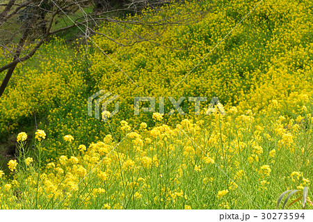 横浜・金沢自然公園 横浜・金沢自然公園 30273594