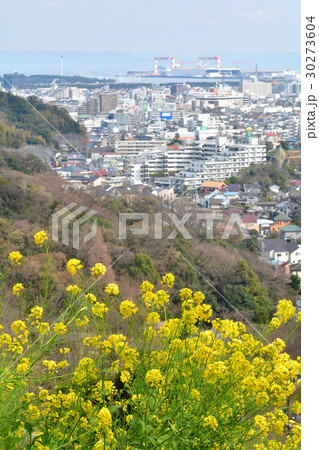 横浜・金沢自然公園からの風景 横浜・金沢自然公園からの風景 30273604