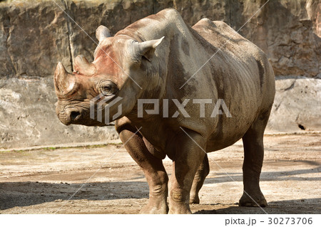 横浜・金沢動物園のサイ 横浜・金沢動物園のサイ 30273706