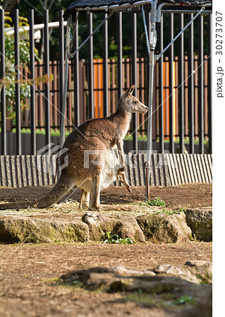横浜・金沢動物園のオオカンガルー 横浜・金沢動物園のオオカンガルー 30273707