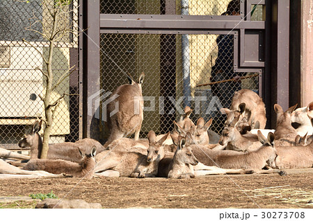 横浜・金沢動物園のオオカンガルー 横浜・金沢動物園のオオカンガルー 30273708