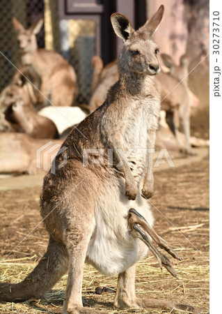 横浜・金沢動物園のオオカンガルー 横浜・金沢動物園のオオカンガルー 30273710