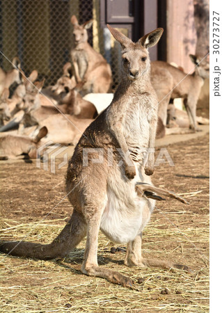 横浜・金沢動物園のオオカンガルー 30273727