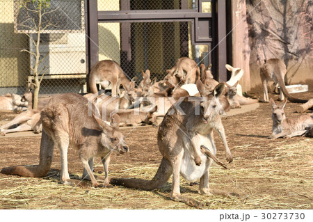横浜・金沢動物園のオオカンガルー 30273730