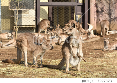 横浜・金沢動物園のオオカンガルー 30273731