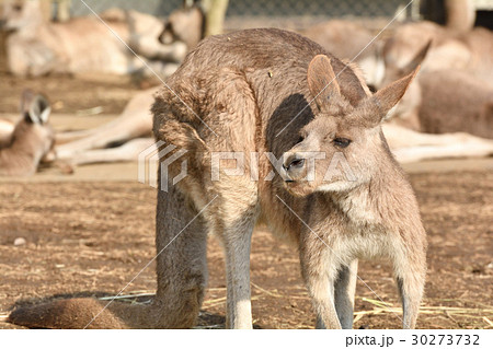 横浜・金沢動物園のオオカンガルー 30273732