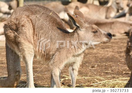 横浜・金沢動物園のオオカンガルー 30273733