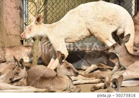 横浜・金沢動物園のオオカンガルー 横浜・金沢動物園のオオカンガルー 30273818