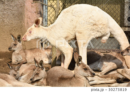横浜・金沢動物園のオオカンガルー 横浜・金沢動物園のオオカンガルー 30273819