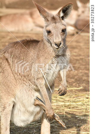 横浜・金沢動物園のオオカンガルー 30273823