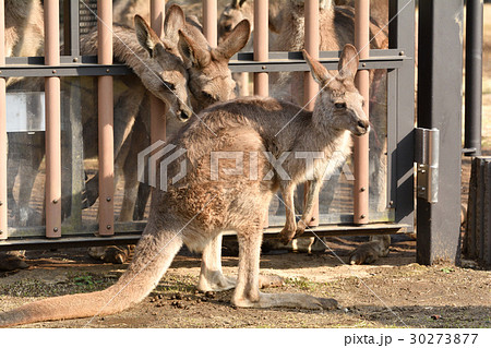 横浜・金沢動物園のオオカンガルー 横浜・金沢動物園のオオカンガルー 30273877