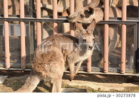 横浜・金沢動物園のオオカンガルー 横浜・金沢動物園のオオカンガルー 30273878