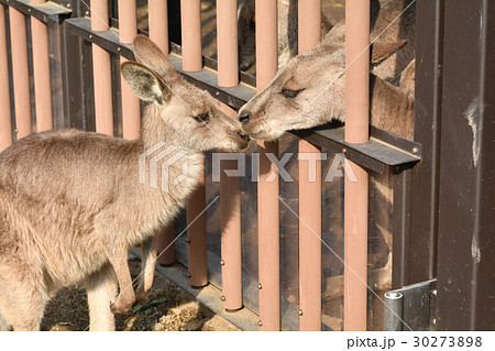横浜・金沢動物園のオオカンガルー 30273898